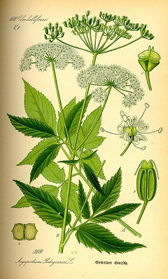 gārsa-podagras-arstesana